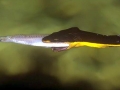 Yellow-bellied Sea Snake
