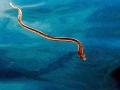 Yellow-bellied Sea Snake