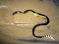 Yellow-bellied Sea Snake