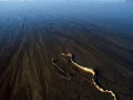 Yellow-bellied Sea Snake