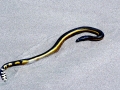 Yellow-bellied Sea Snake