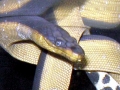 Yellow-bellied Sea Snake