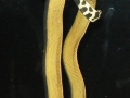 Yellow-bellied Sea Snake