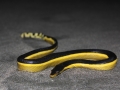 Yellow-bellied Sea Snake