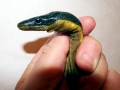 Yellow-bellied Sea Snake