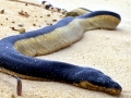 Yellow-bellied Sea Snake