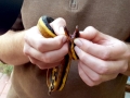 Yellow-bellied Sea Snake