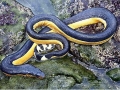 Yellow-bellied Sea Snake