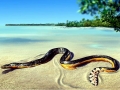 Yellow-bellied Sea Snake