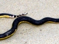 Yellow-bellied Sea Snake