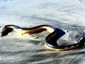 Yellow-bellied Sea Snake