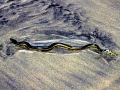 Yellow-bellied Sea Snake
