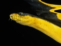 Yellow-bellied Sea Snake