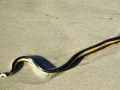 Yellow-bellied Sea Snake