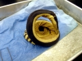 Yellow-bellied Sea Snake