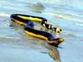 Yellow-bellied Sea Snake