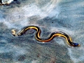 Yellow-bellied Sea Snake
