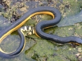 Yellow-bellied Sea Snake