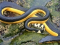 Yellow-bellied Sea Snake