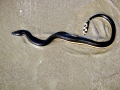 Yellow-bellied Sea Snake