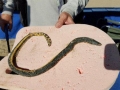 Yellow-bellied Sea Snake
