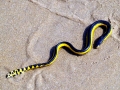Yellow-bellied Sea Snake