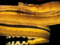 Yellow-bellied Sea Snake