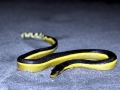 Yellow-bellied Sea Snake