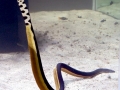 Yellow-bellied Sea Snake