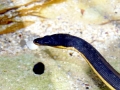 Yellow-bellied Sea Snake