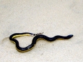 Yellow-bellied Sea Snake