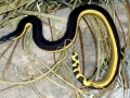 Yellow-bellied Sea Snake