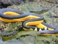 Yellow-bellied Sea Snake
