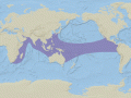 Yellow-bellied Sea Snake