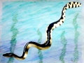 Yellow-bellied Sea Snake