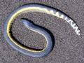 Yellow-bellied Sea Snake
