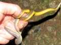 Yellow-bellied Sea Snake