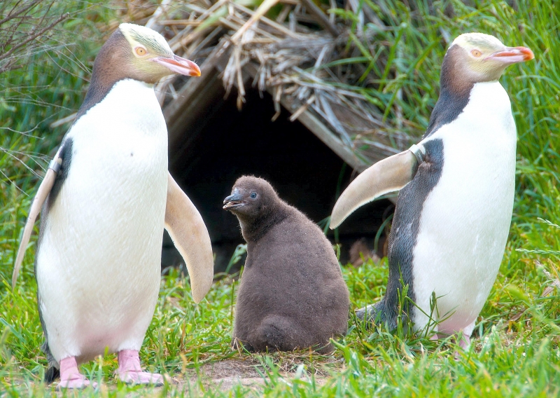 Yellow-eyed Penguin