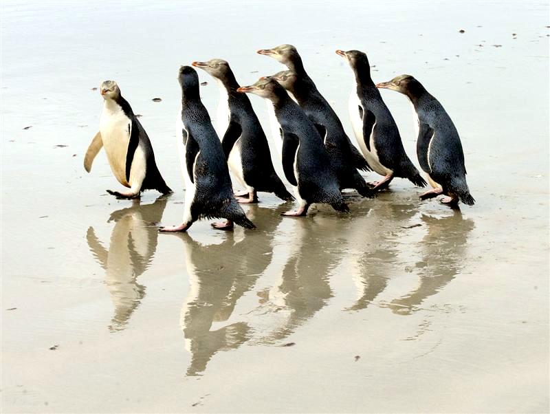 Yellow-eyed Penguin