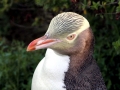 Yellow-eyed Penguin