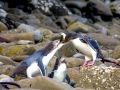 Yellow-eyed Penguin