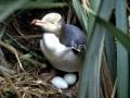 Yellow-eyed Penguin