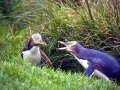 Yellow-eyed Penguin