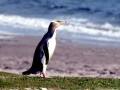 Yellow-eyed Penguin