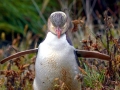 Yellow-eyed Penguin