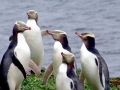 Yellow-eyed Penguin