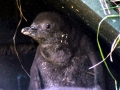 Yellow-eyed Penguin