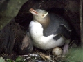 Yellow-eyed Penguin