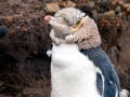 Yellow-eyed Penguin
