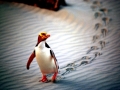 Yellow-eyed Penguin